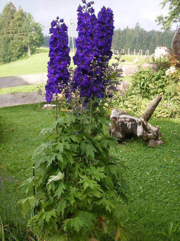 Ferienwohnungen Frick Möggers Zimmer foto